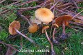 Galerina uncialis-amf2004